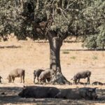 Extremadura en una semana, desde Cáceres: itinerario y recomendaciones