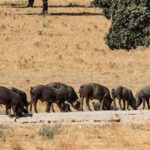 5 días inolvidables en Extremadura: itinerario desde Trujillo